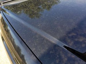 water-spot-remover